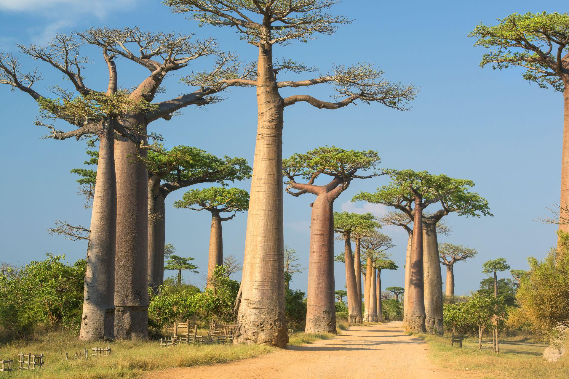 Madagascar - Secrets de Voyages